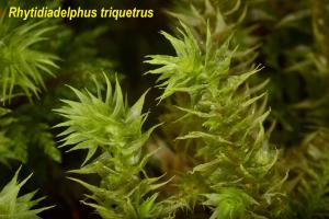 Rhytidiadelphus triquetrus