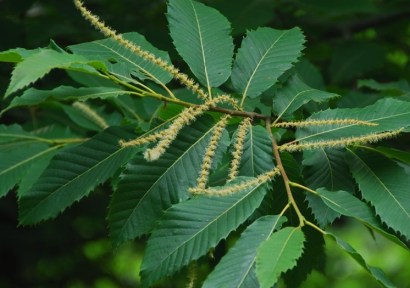 San Cristobal (junio 2014)