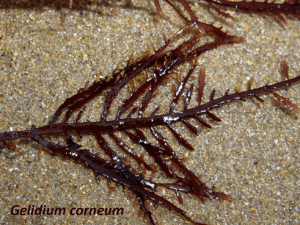 Gelidium corneum